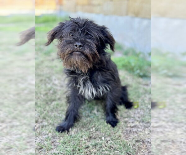 Medium Photo #1 Shih Tzu-Unknown Mix Puppy For Sale in PIPE CREEK, TX, USA