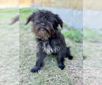 Small Shih Tzu Mix