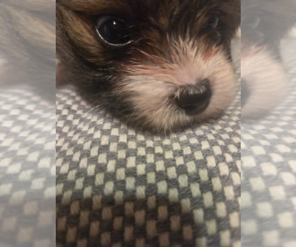 Medium Photo #21 Maltipom Puppy For Sale in HUDSON, MA, USA