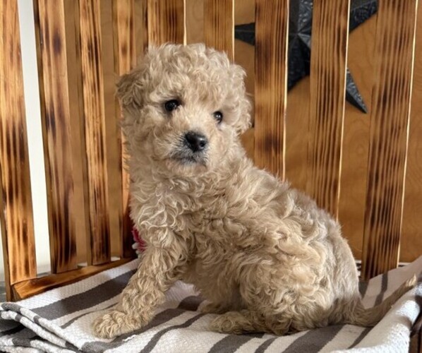 Medium Photo #3 Poodle (Miniature) Puppy For Sale in CURTISS, WI, USA