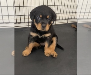 Rottweiler Puppy for sale in NEW YORK, NY, USA