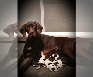 Mother of the German Shorthaired Pointer puppies born on 01/02/2024