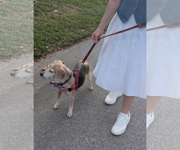 Medium Photo #6 Beagle Puppy For Sale in Tampa, FL, USA