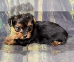 Small Photo #9 Yorkshire Terrier Puppy For Sale in AZLE, TX, USA