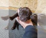 Small Photo #6 Labrador Retriever Puppy For Sale in DUNN, NC, USA