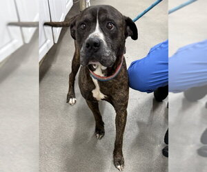 Presa Canario-Unknown Mix Dogs for adoption in Forestville, MD, USA