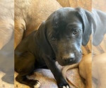 Small Photo #13 American Bandogge mastiff Puppy For Sale in FORT GARLAND, CO, USA