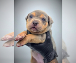 Puppy STAR American Bully