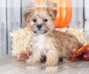 Poochon-Yorkshire Terrier Mix Puppy for sale in MOUNT VERNON, OH, USA