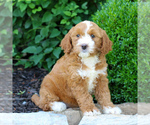 Small #2 Goldendoodle (Miniature)