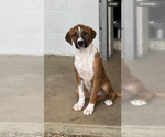 Small Black Mouth Cur Mix