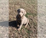 Small Photo #2 Labrador Retriever Puppy For Sale in LEASBURG, MO, USA