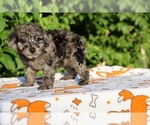 Small #19 Poodle (Toy)