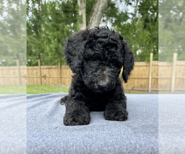 Medium Photo #6 Bernedoodle Puppy For Sale in OCALA, FL, USA
