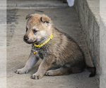Small Photo #7 Czech Wolfdog-Wolf Hybrid Mix Puppy For Sale in Darova, Timis, Romainia