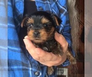 Yorkshire Terrier Puppy for sale in E STROUDSBURG, PA, USA