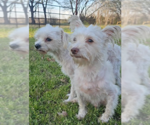 Maltese-Unknown Mix Dogs for adoption in Cranston, RI, USA