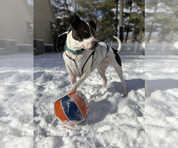 Medium Photo #2 Pointer-Unknown Mix Puppy For Sale in Westwood, NJ, USA