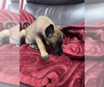 Small Photo #134 Belgian Malinois Puppy For Sale in REESEVILLE, WI, USA