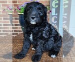 Small #1 Aussiedoodle