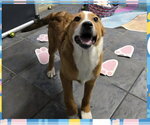 Small #5 Beagle Mix