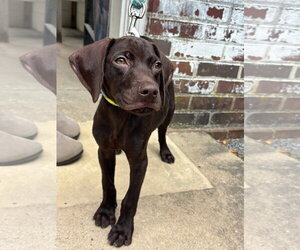 German Shorthaired Pointer Dogs for adoption in Stephens City, VA, USA