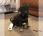 Small Photo #9 German Shepherd Dog Puppy For Sale in KINGSTON, NY, USA