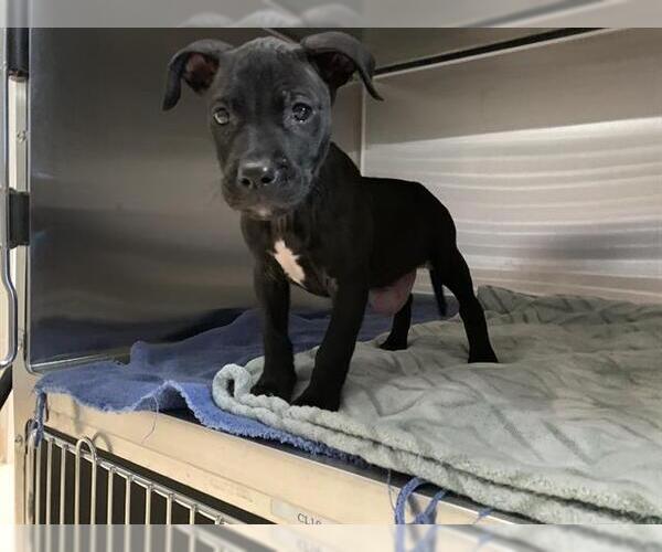 Medium Photo #1 Staffordshire Bull Terrier-Unknown Mix Puppy For Sale in Grand Prairie, TX, USA