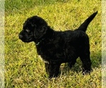 Small Photo #2 Goldendoodle Puppy For Sale in GROVETON, TX, USA
