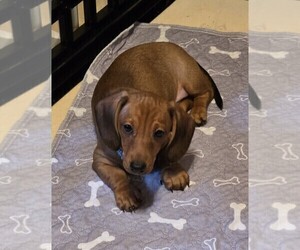 Dachshund Puppy for sale in HAMMOND, IN, USA