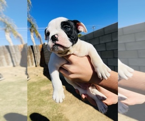 Olde English Bulldogge Puppy for sale in BAKERSFIELD, CA, USA