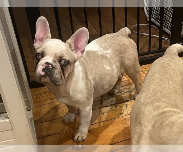 Medium Photo #3 French Bulldog Puppy For Sale in NEW BEDFORD, MA, USA