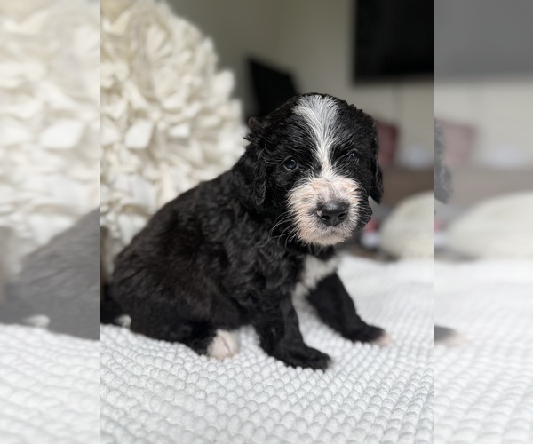 Medium Photo #12 Bernedoodle Puppy For Sale in BELMONT, NC, USA