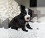 Small #11 Bernedoodle