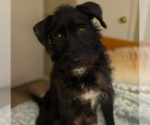 Small #6 Mutt