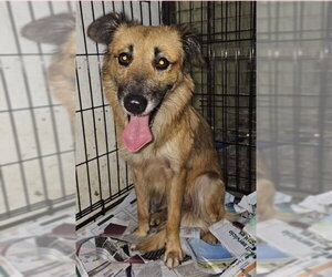 Retriever -Unknown Mix Dogs for adoption in Virginia Beach, VA, USA