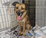 Small Retriever  Mix