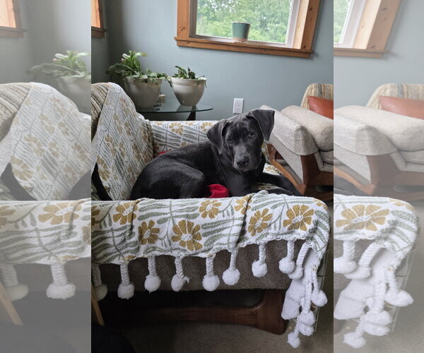 Medium Photo #11 Labrador Retriever-Unknown Mix Puppy For Sale in Germantown, OH, USA