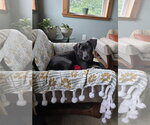 Small #10 Labrador Retriever Mix