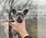Small Photo #7 French Bulldog Puppy For Sale in GRESHAM, OR, USA