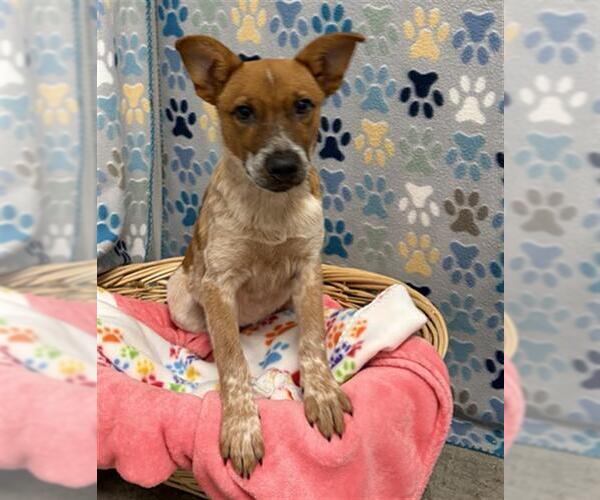 Medium Photo #2 Mutt Puppy For Sale in Rosenberg, TX, USA