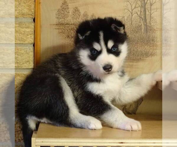 Medium Photo #4 Siberian Husky Puppy For Sale in DANVILLE, PA, USA