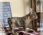 Small Photo #13 French Bulldog Puppy For Sale in PITTSBURG, CA, USA