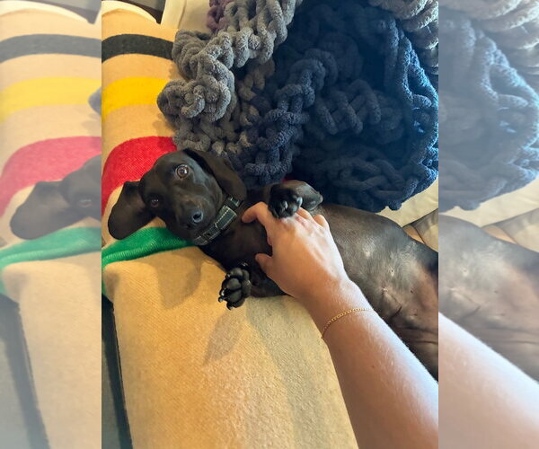 Medium Photo #4 Dachshund Puppy For Sale in Los Angeles, CA, USA