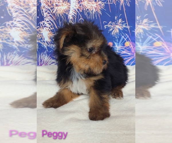 Medium Photo #3 Yorkshire Terrier Puppy For Sale in AZLE, TX, USA