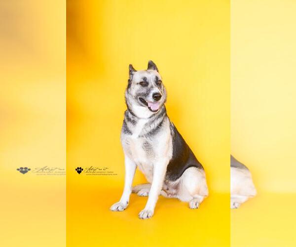 Medium Photo #5 German Shepherd Dog-Unknown Mix Puppy For Sale in Rockwall, TX, USA