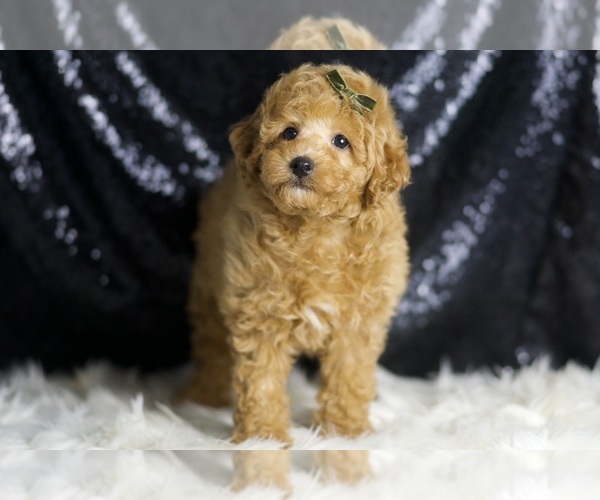 Medium Photo #3 Poodle (Toy) Puppy For Sale in WARSAW, IN, USA