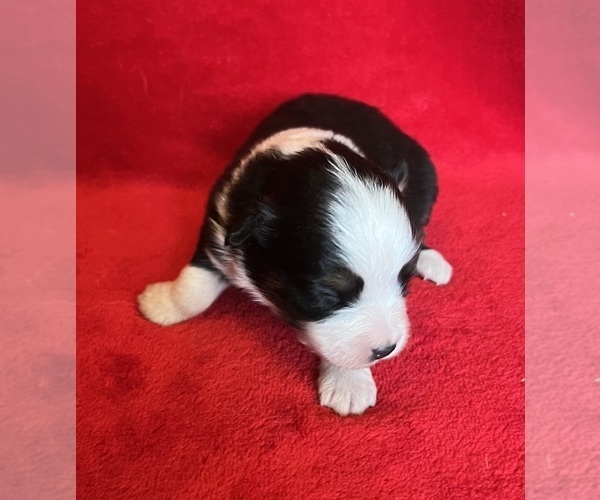 Medium Photo #9 Miniature Australian Shepherd Puppy For Sale in FORT MORGAN, CO, USA