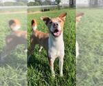 Small #2 Staffordshire Bull Terrier Mix
