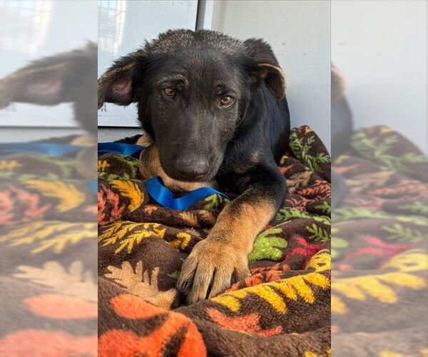 Medium Photo #1 German Shepherd Dog Puppy For Sale in Sacramento, CA, USA